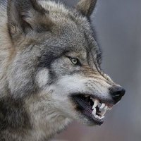 David Menassé (@frekiwolf) 's Twitter Profile Photo David Menassé (@frekiwolf) 's Twitter Profile Photo