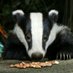 Trevor (@wildlifetb) Twitter profile photo Trevor (@wildlifetb) Twitter profile photo