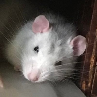 ネコ好き、工作好き、パワーストーン好き、ファンシーラット飼ってる、ラットの可愛さを布教したいあまりにツイッターを開設しました。 サブ垢https://t.co/gEK2qQWvN7
