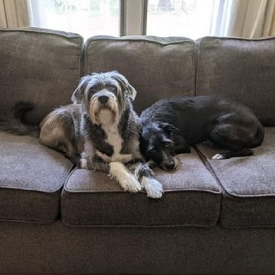 doggox2's profile picture. 