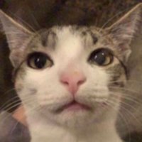 cewer (@cewer) 's Twitter Profile Photo