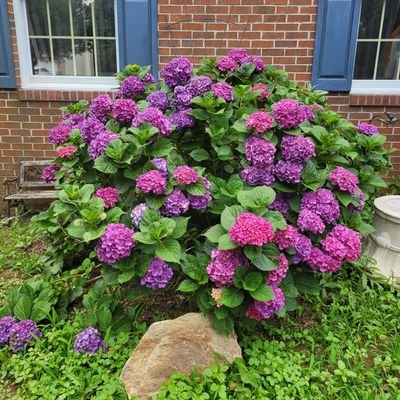 blsosa1's profile picture. Love God✞ Love my family❤ Love my country 🇺🇸

Deletes are for typos. I don't respond to dm's. Save the bees 🐝. Buy American!