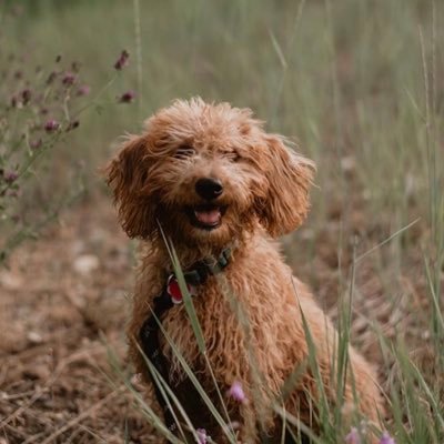 I’m a puppy with a lot of energy but also ready for a nap