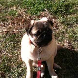 mafimafiosa's profile picture. 