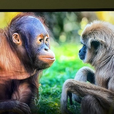 SteveGe10543883's profile picture. Stand for knowledge, stand for rights, stand for opinion, stand for yourself. Australia is losing the democracy our ancestors stood and battled for.🇦🇺🌏