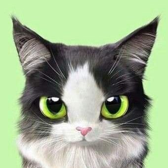 UTcm3333's profile picture. Cat dog animals. The world must to be balanced