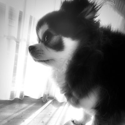 GOLDEN_PENGUIN_'s profile picture. ゲームをまったりと🎮