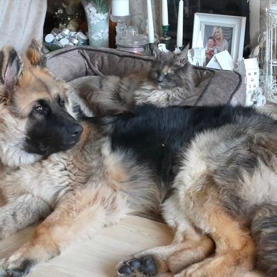 Me, my GSD Odin and my Maine Coon cat Bronte just living life and posting it. Tik Tok @odin_bronte_sarah