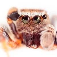 monday_spider (@mondayspider) 's Twitter Profile Photo