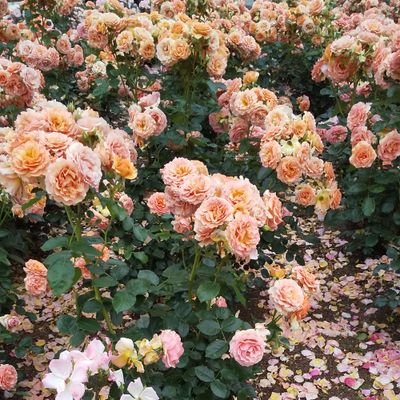 Mimikko20's profile picture. 宝塚垢。轟悠さん→和央ようかさん→安蘭けいさん→ブランク→望海風斗さん→瀬央ゆりあさんをひっそり応援しています。見た目＝歌＞芝居＞＞＞ダンスの優先順位で雪星宙組に沼りやすいと分析中。娘役さんは可愛いより強い美人が好きというか男役も圧の強い美人が好き。