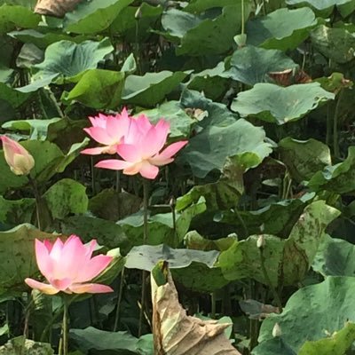 Highland Mindfulness Group is a charity offering regular meditation sessions, courses, workshops & retreats. SCIO no. SC050141