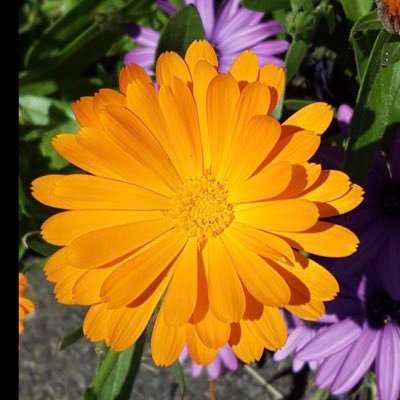 StellabyLight's profile picture. life in a wheelchair allows you to see everything under the radar