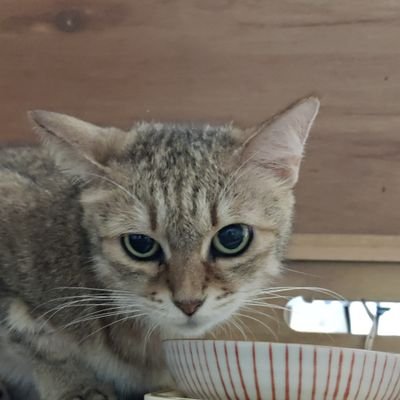 zungurionekosan's profile picture. ハイサイ！ずんぐりおねこの作業部屋です。
主にPC作ったり、DYIしたりしていきたいな(^^)/　ここで始めること全て初めてのチャレンジなのでみんなからアドバイスもらえると嬉しいです(*^^*)