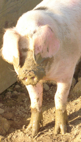 Handsome retired Gloucester Old Spot Boar. A pig's perspective. Have novel dedicated to me by @lauriegraham47 Pedigree GOS pig herd since 2002. Also some sheep.