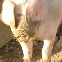 Ernest Pig🐽 (@ernestpig) 's Twitter Profile Photo Ernest Pig🐽 (@ernestpig) 's Twitter Profile Photo