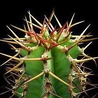 cactus_vert's profile picture. Être Alsacien c'est comme être Dieu en mieux.
Ech bin un blieh a stoltzer Elsasser.