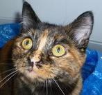 Maker of fabulous cat collars! I live in London with rescued cats Mia & Lila, who sometimes model for me. Cats' blog at http://t.co/aKL7uJbS