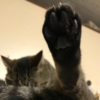 き ほさんのプロフィール画像