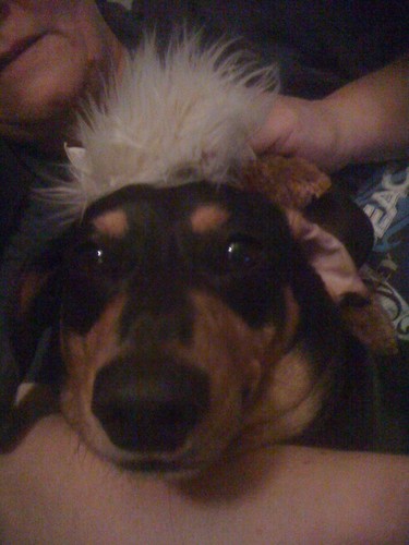 GuinnessGroves's profile picture. I am a 5 year old Dachshund my mummies are @Vampaj and @Cappa180 follow them and me please. I am very funny and very opinionated - NO FEAR !!!!