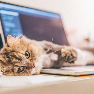 shimizusoftware's profile picture. 