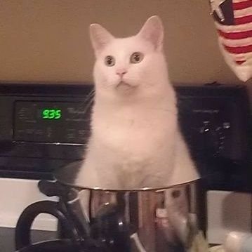 Lolo91011434's profile picture. Kk coisas diversas