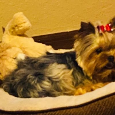 prodriguezro's profile picture. soy católica , de derecha pero con memoria✨️
En contra de todos los corruptos.