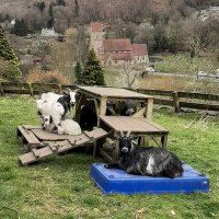 Oakdean Smallholding(@Oakdeanlydbrook) 's Twitter Profile Photo