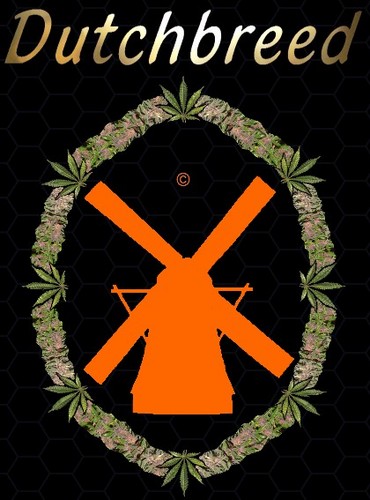 Dutchbreed's profile picture. we provide connoisseur cannabis seeds, we also create unique automatic flowering cannabis seeds.