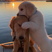 Timeline Cleanser (@cleansertl) 's Twitter Profile