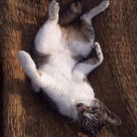 ヒトミ (@6vygchxs09stj3e) 's Twitter Profile