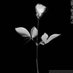 depechebambina (@depechebambina) Twitter profile photo depechebambina (@depechebambina) Twitter profile photo