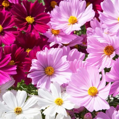 bloomstoday2's profile picture. Show us your blooms🪴🌼