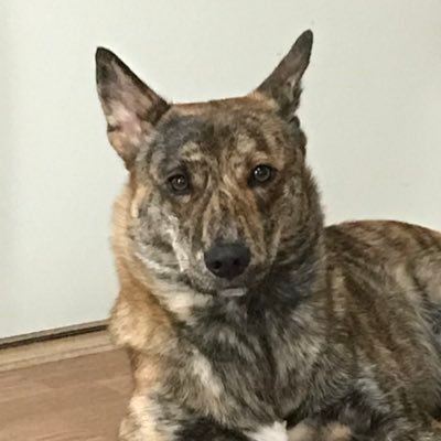 甲斐犬mix はーちゃん 二人してくっついてて可愛い 保護犬 里親募集犬 Mix犬 甲斐犬mix 犬のいる生活 Dogstagram 甲斐犬mix はーちゃん 二人してくっついてて可愛い 保護犬 里親募集犬 Mix犬 甲斐犬mix 犬のいる生活 Dogstagram