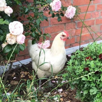 Landei 🥚mit Kindern 👑 Hunden 🐕 Geflügel 🐓 und Chaos