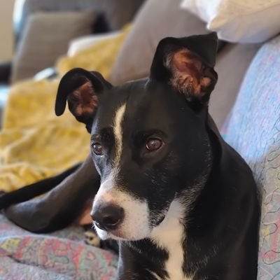 I'm Jessie! My mom wrote 3 children's books about ME! Follow me to join in my real life adventures. Check out my IG and my YouTube channel, Jessie, the pit mix.