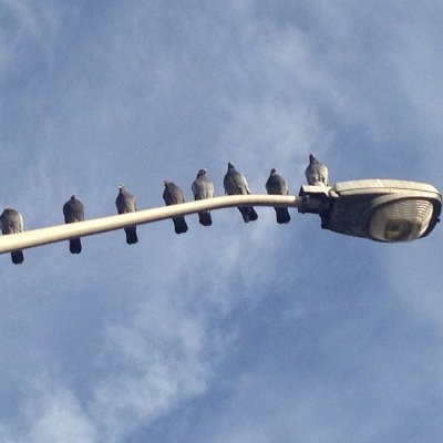 nicochilla's profile picture. 