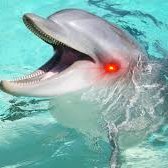 DolphinBoi6's profile picture. 
