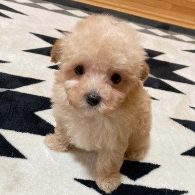mix_maru_dog's profile picture. 2021.3.23生まれ、マルチーズよりのマルプー 。みろの助のこと、グルメのことについて気が向いた時に更新します。普段使っているペット用品は下段にある楽天ROOMに掲載してます。よかったら立ち寄ってくださいね♪