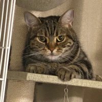 Sachi2151 (@5xkr0ijimu4pie0) Twitter profile photo