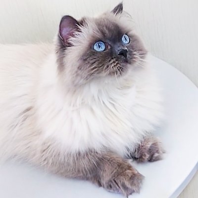 Twitter page for cat named 