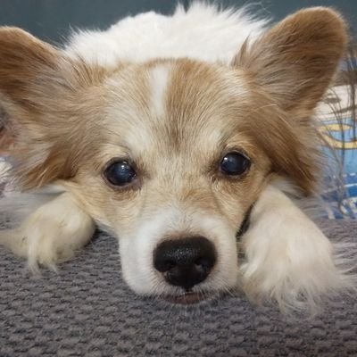 akiohappy0502's profile picture. 女子プロレスラー Ray選手は俺の永遠の太陽！
Rayファミリー沼津支部長の肩書も永遠。
愛犬ハッピー🐶17年と８ヶ月で永眠。
KiNGONS最＆高