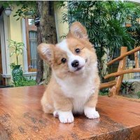 Di Di (@glorious_dd) 's Twitter Profile