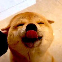 はとぴ (@n_n_i_ttaa) 's Twitter Profile