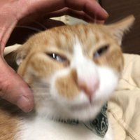 リリィ (@ririrililith) 's Twitter Profile Photo