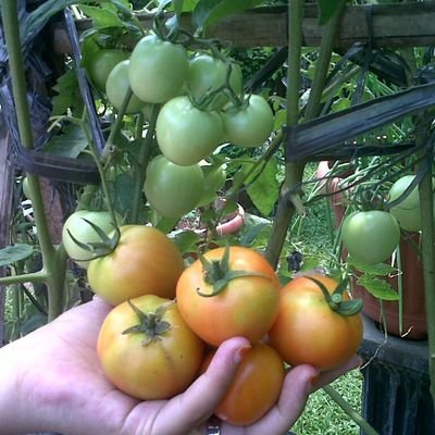 Tinggal di seputaran Jakarta, memanfaatkan lahan sempit halaman rumah untuk berkebun buah / sayuran Organik.