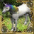 ashiyunayb's profile image