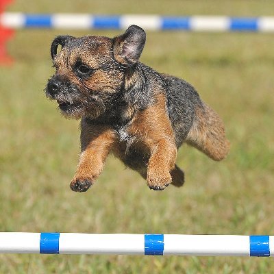 Retired Bouvier breeder; editor 