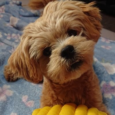 hahaha62818966's profile picture. 2020/8/19生まれ。
好奇心大勢な元気な男の子の日常を綴ります☺️