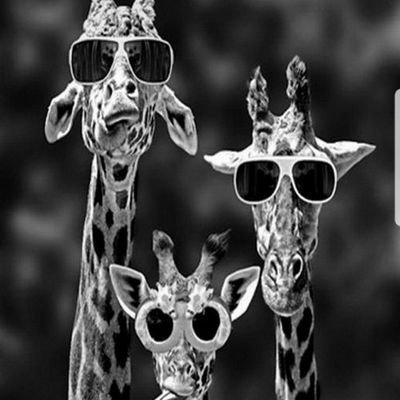 just never give up always smile😂
i have a disability called fibro
i learn to be  happy 
i love giraffes and meerkat
i love purple, i love take photo