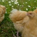 marilyn hardman - @pipsqueakBadley - Twitter